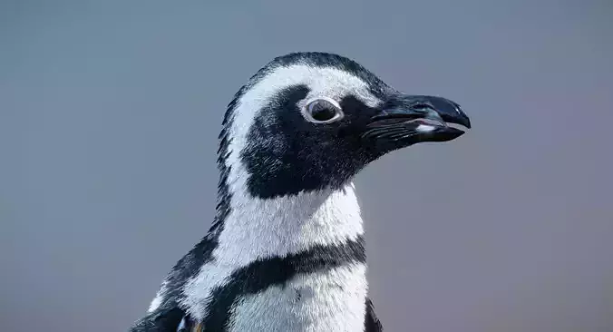African Penguin