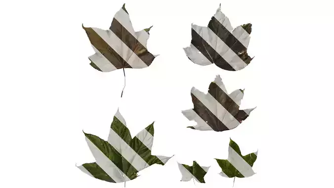 Anydrafts Kalopanax septemlobus Leaf 04