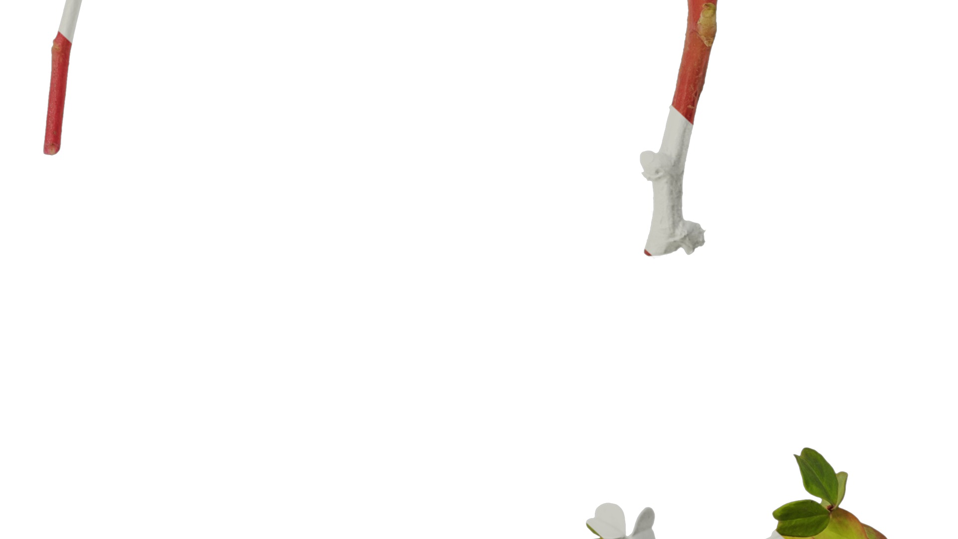 Anydrafts Oxalis pes caprae Atlas 02 Texture_6