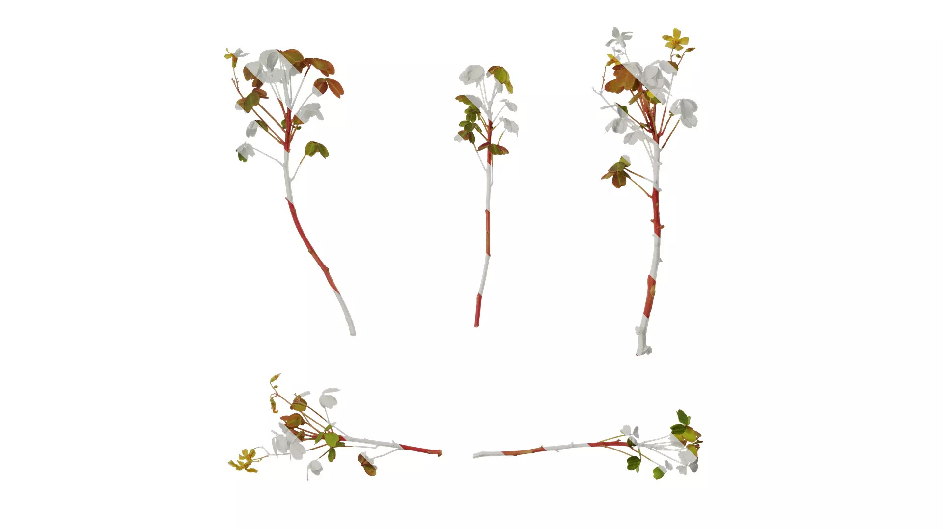 Anydrafts Oxalis pes caprae Atlas 02 Texture_0