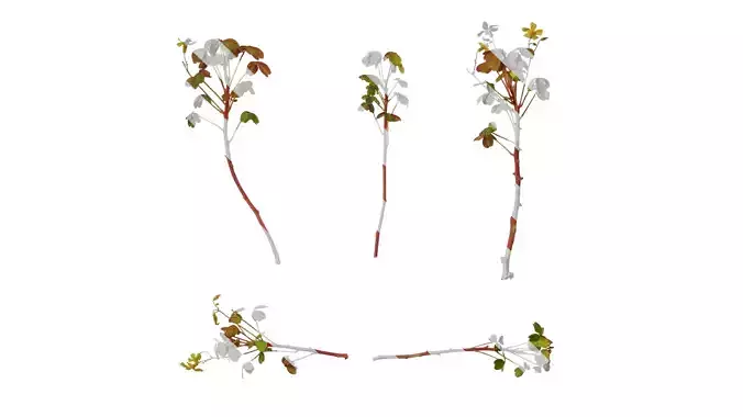 Anydrafts Oxalis pes caprae Atlas 02