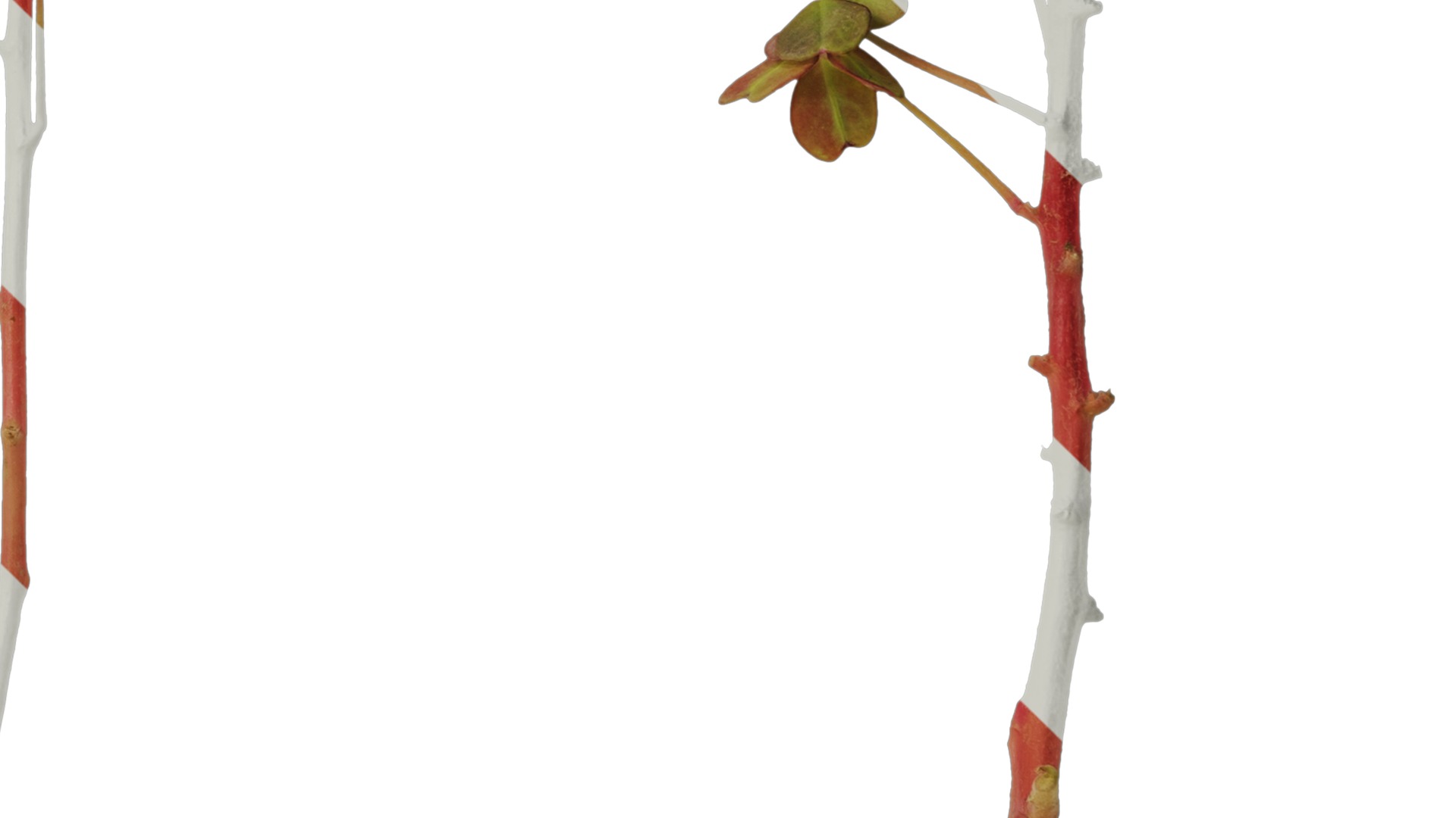 Anydrafts Oxalis pes caprae Atlas 02 Texture_4