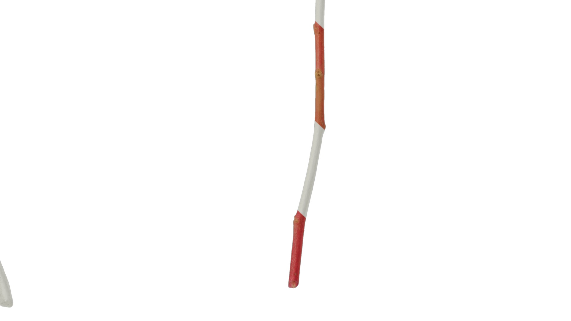 Anydrafts Oxalis pes caprae Atlas 02 Texture_7