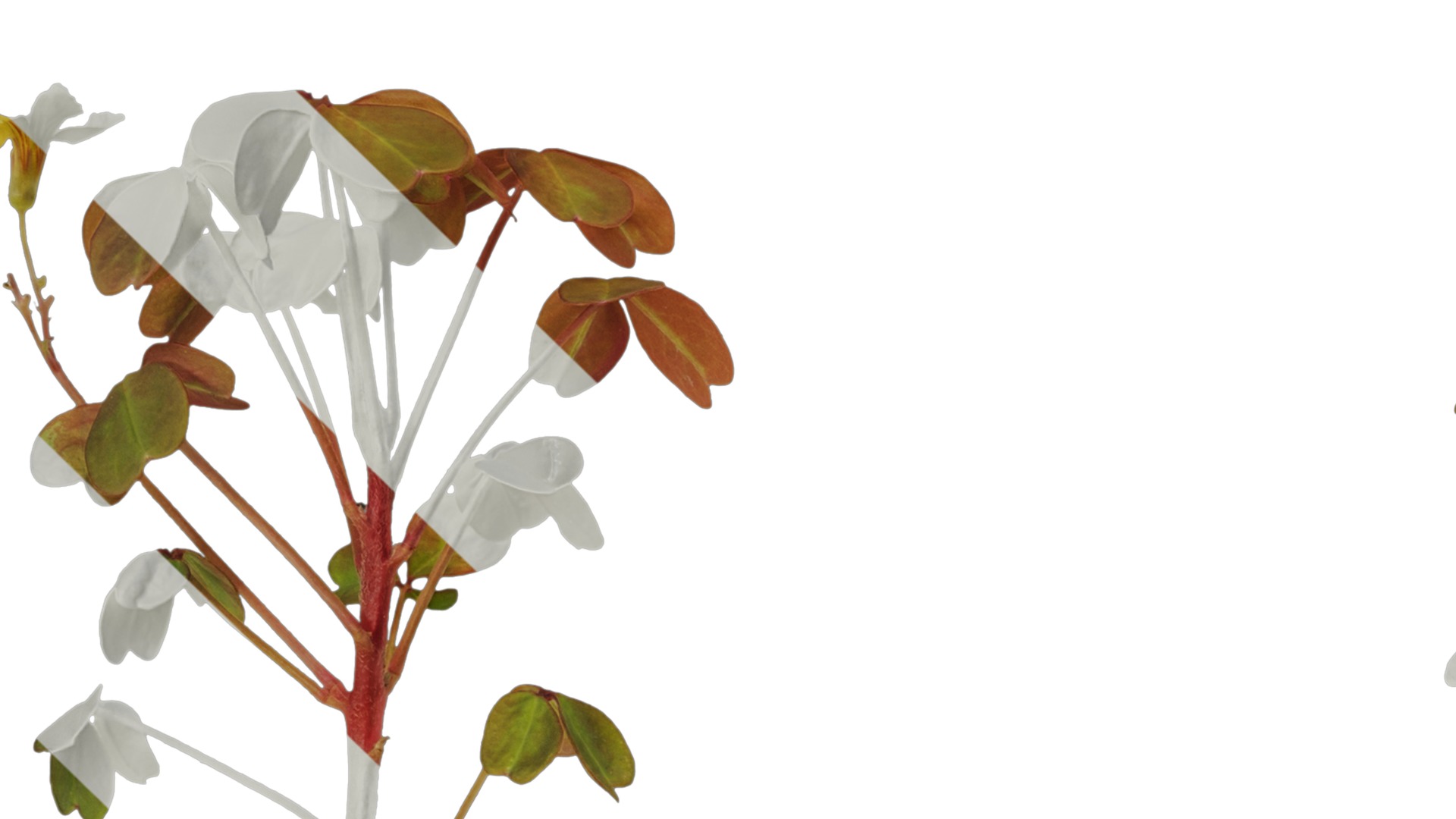 Anydrafts Oxalis pes caprae Atlas 02 Texture_1