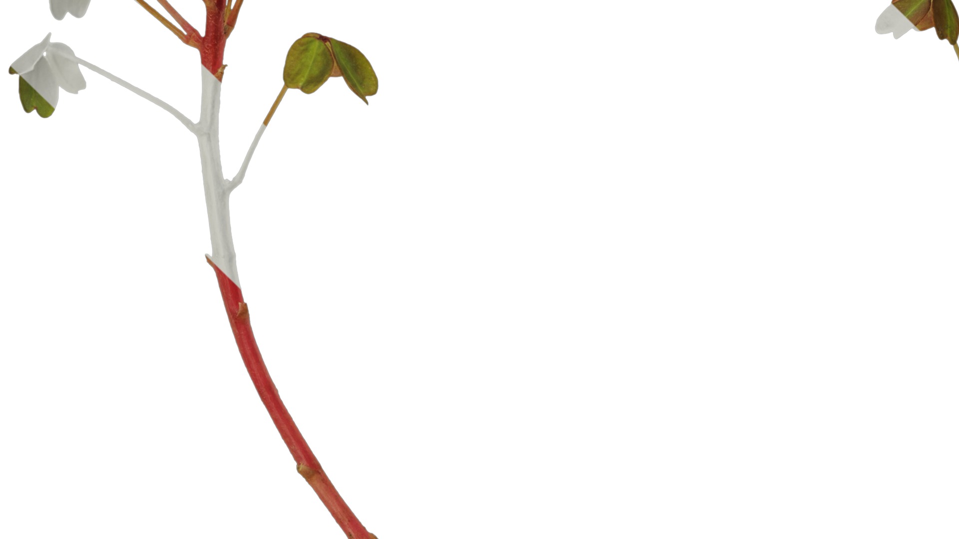 Anydrafts Oxalis pes caprae Atlas 02 Texture_3