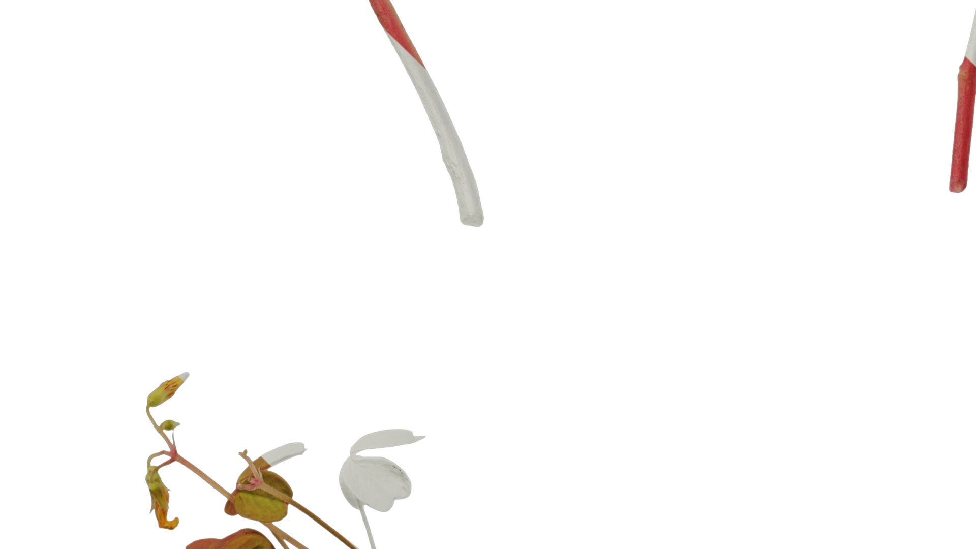 Anydrafts Oxalis pes caprae Atlas 02 Texture_5