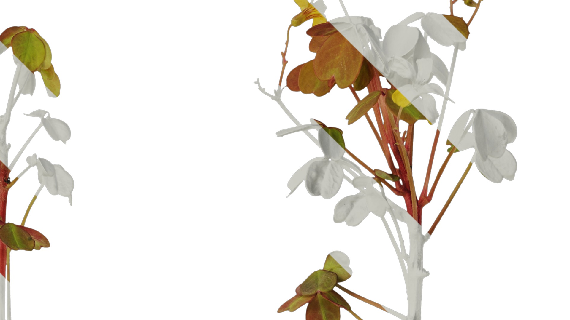 Anydrafts Oxalis pes caprae Atlas 02 Texture_2