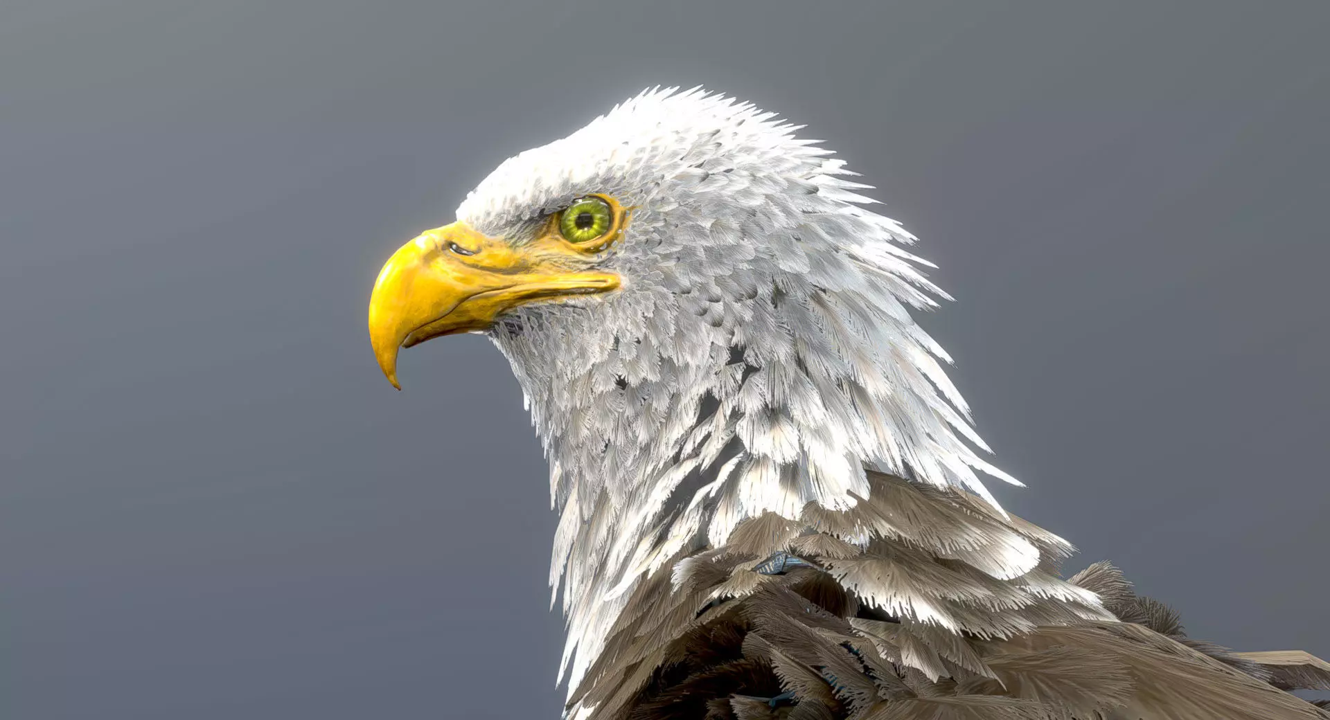 Bald Eagle 3D model_0