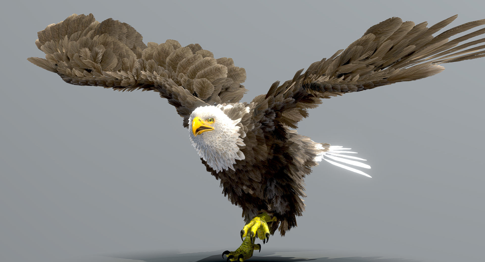 Bald Eagle 3D model_1