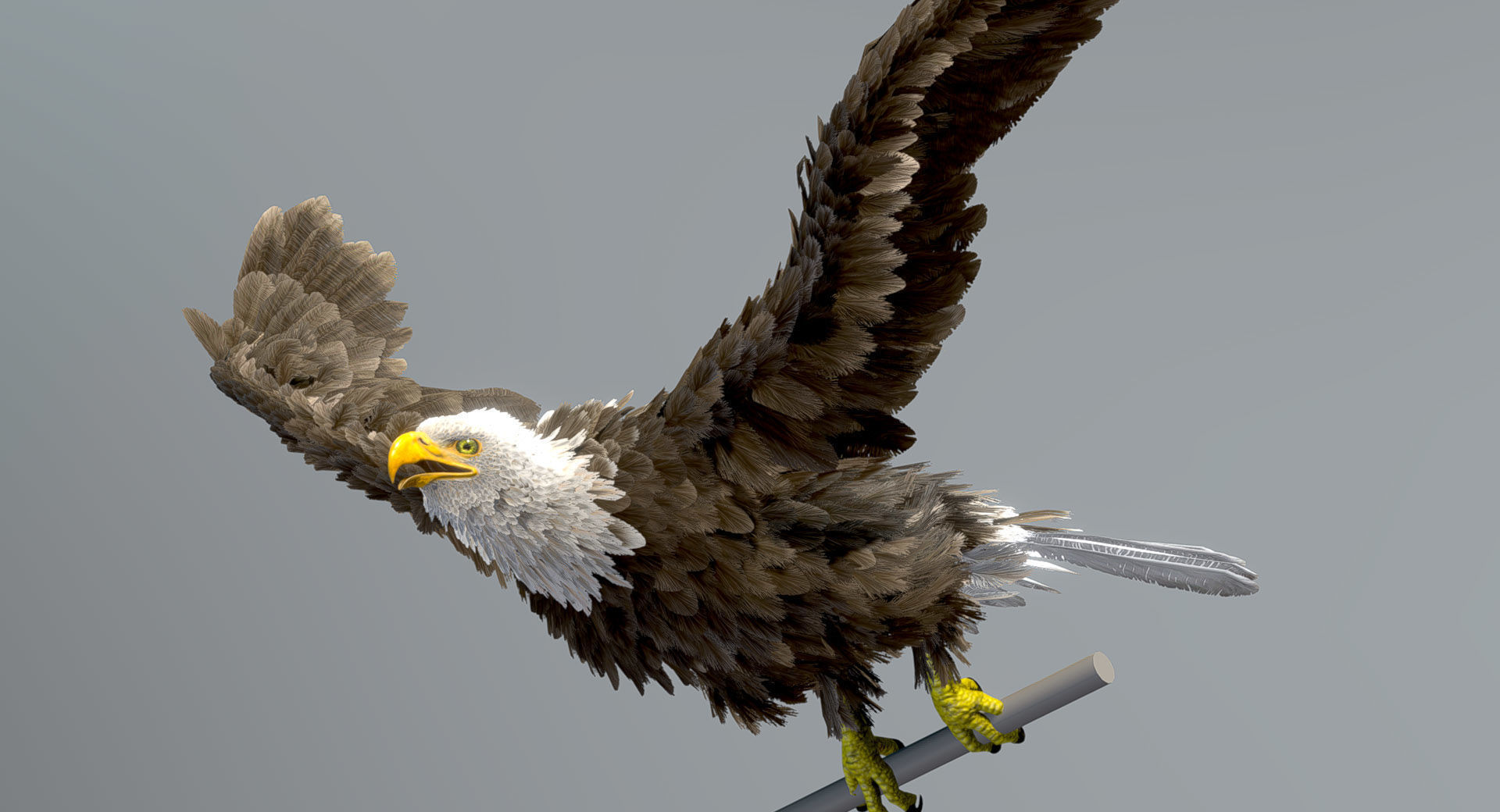 Bald Eagle 3D model_3