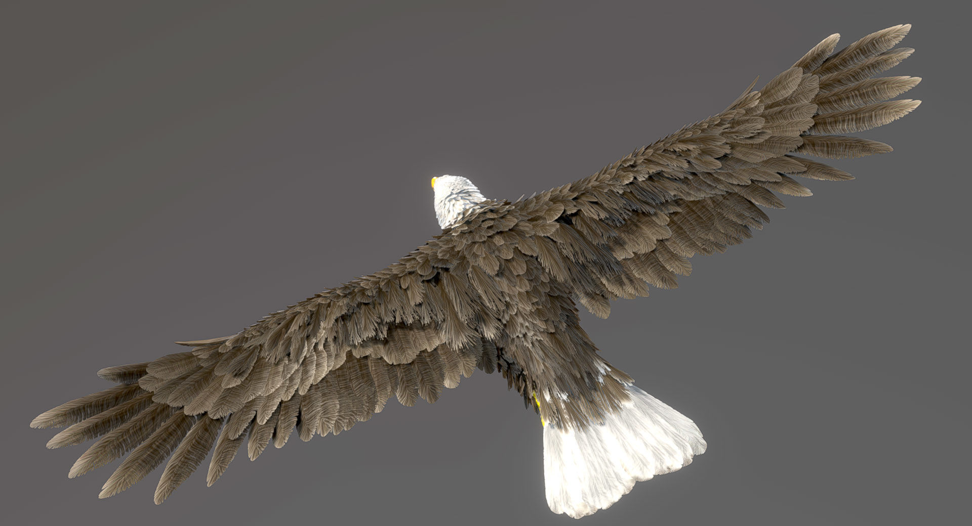 Bald Eagle 3D model_2