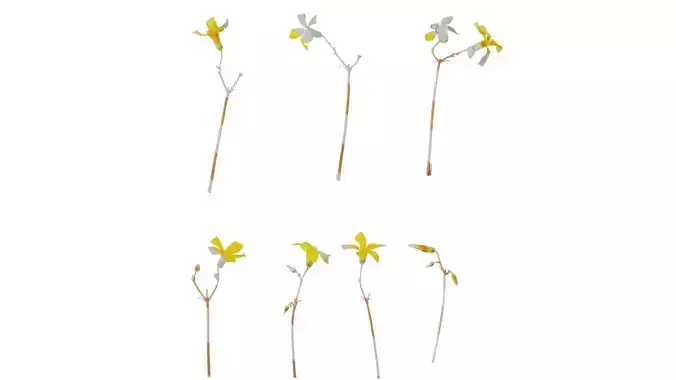 Anydrafts Oxalis pes caprae Atlas 03