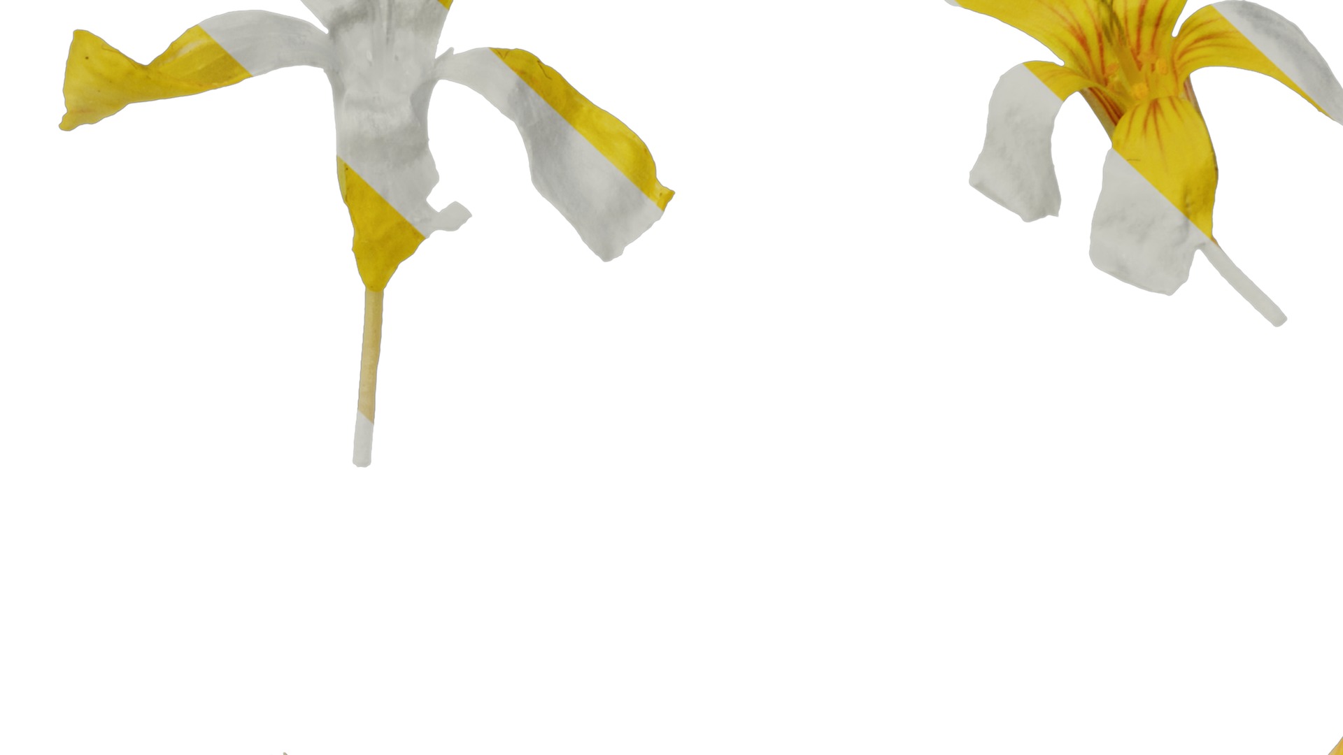 Anydrafts Oxalis pes caprae Flower 01 Texture_7