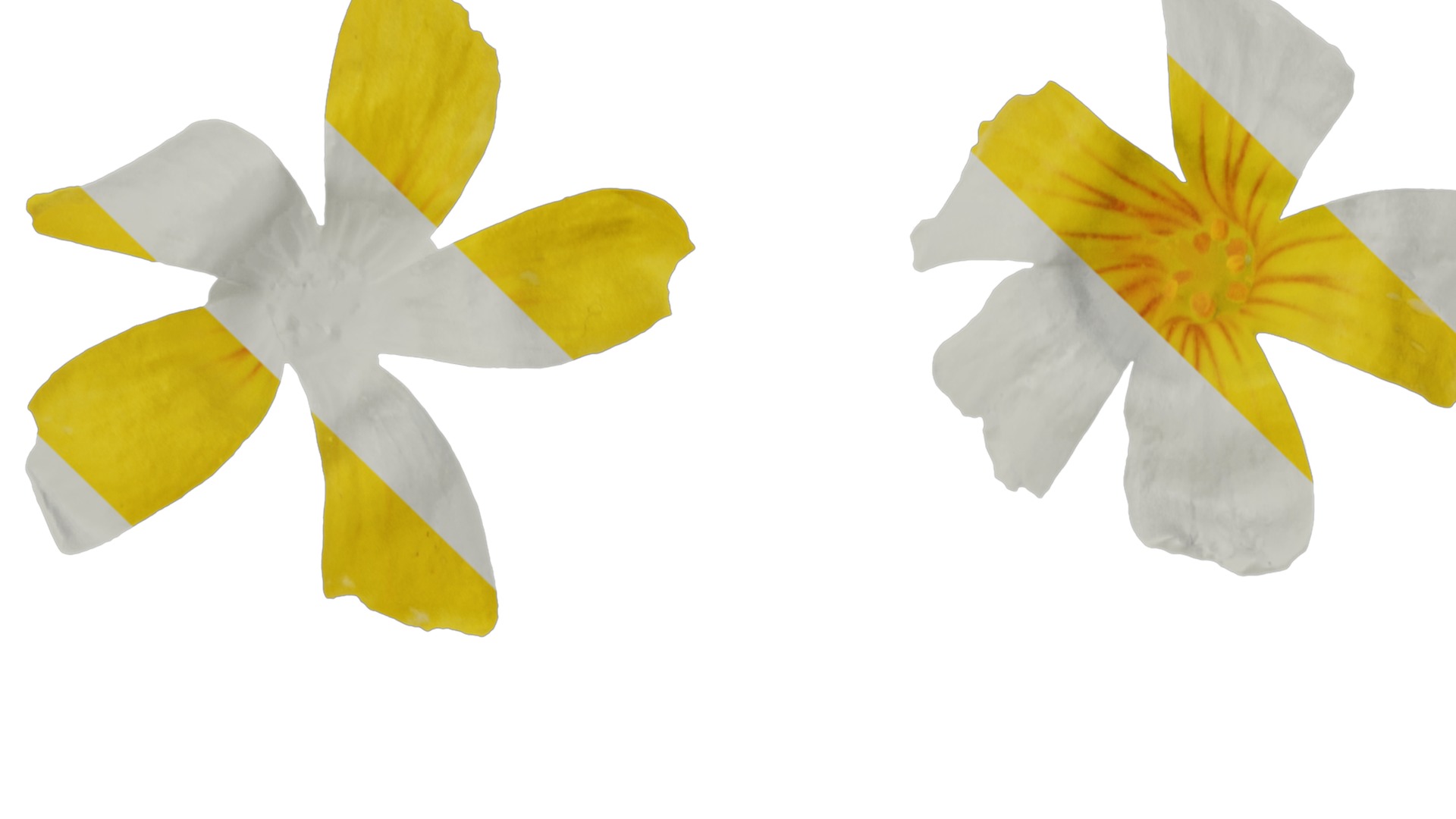 Anydrafts Oxalis pes caprae Flower 01 Texture_1