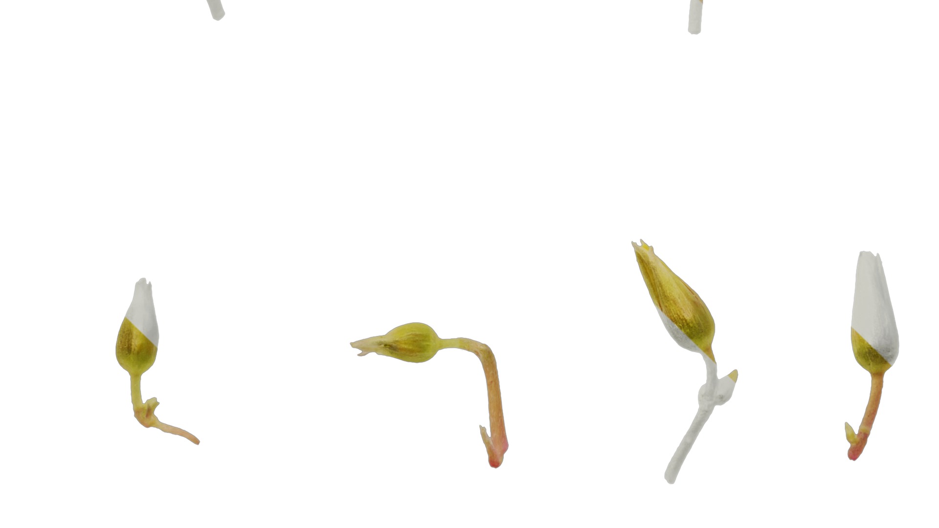 Anydrafts Oxalis pes caprae Flower 01 Texture_5