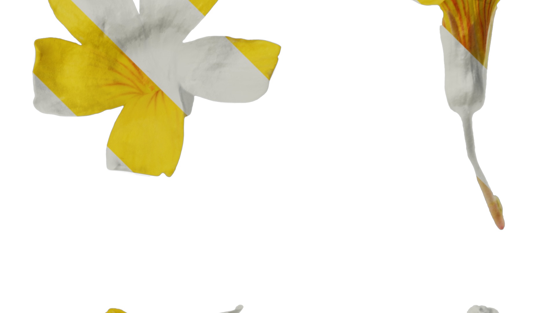 Anydrafts Oxalis pes caprae Flower 01 Texture_2