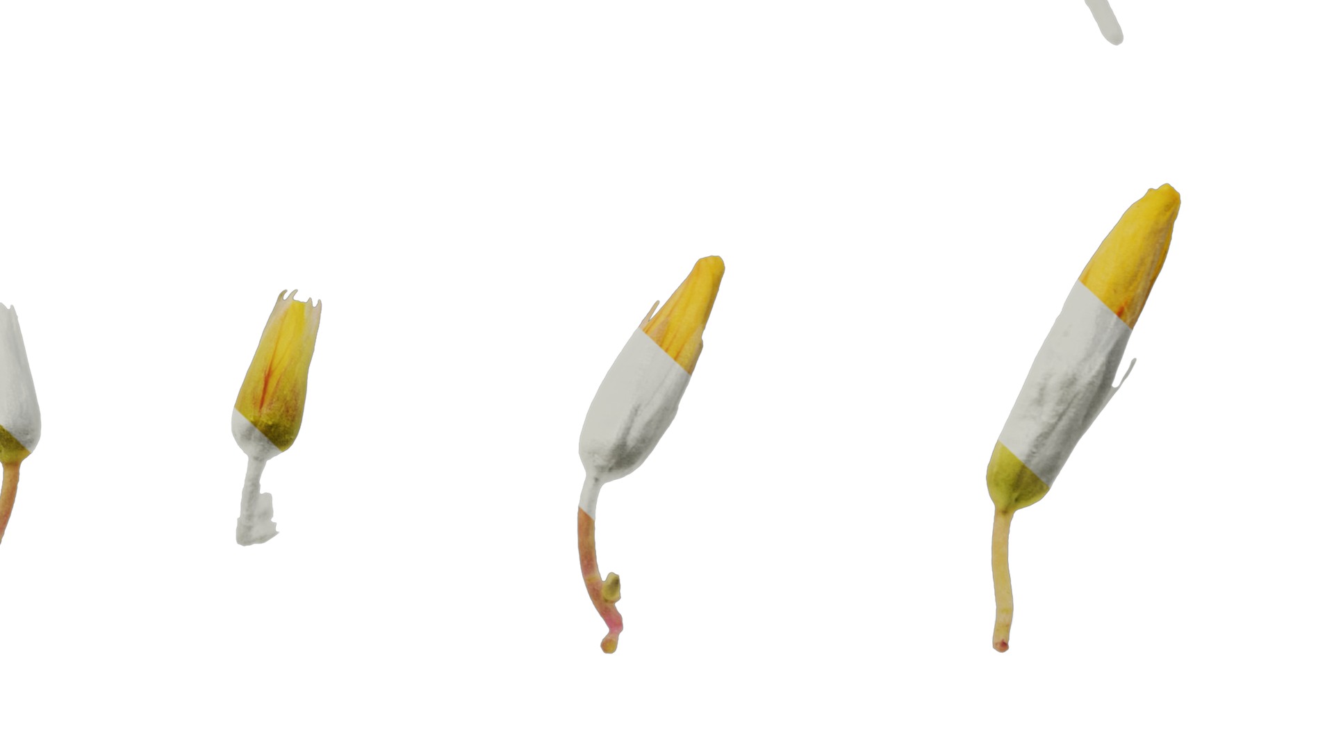 Anydrafts Oxalis pes caprae Flower 01 Texture_6