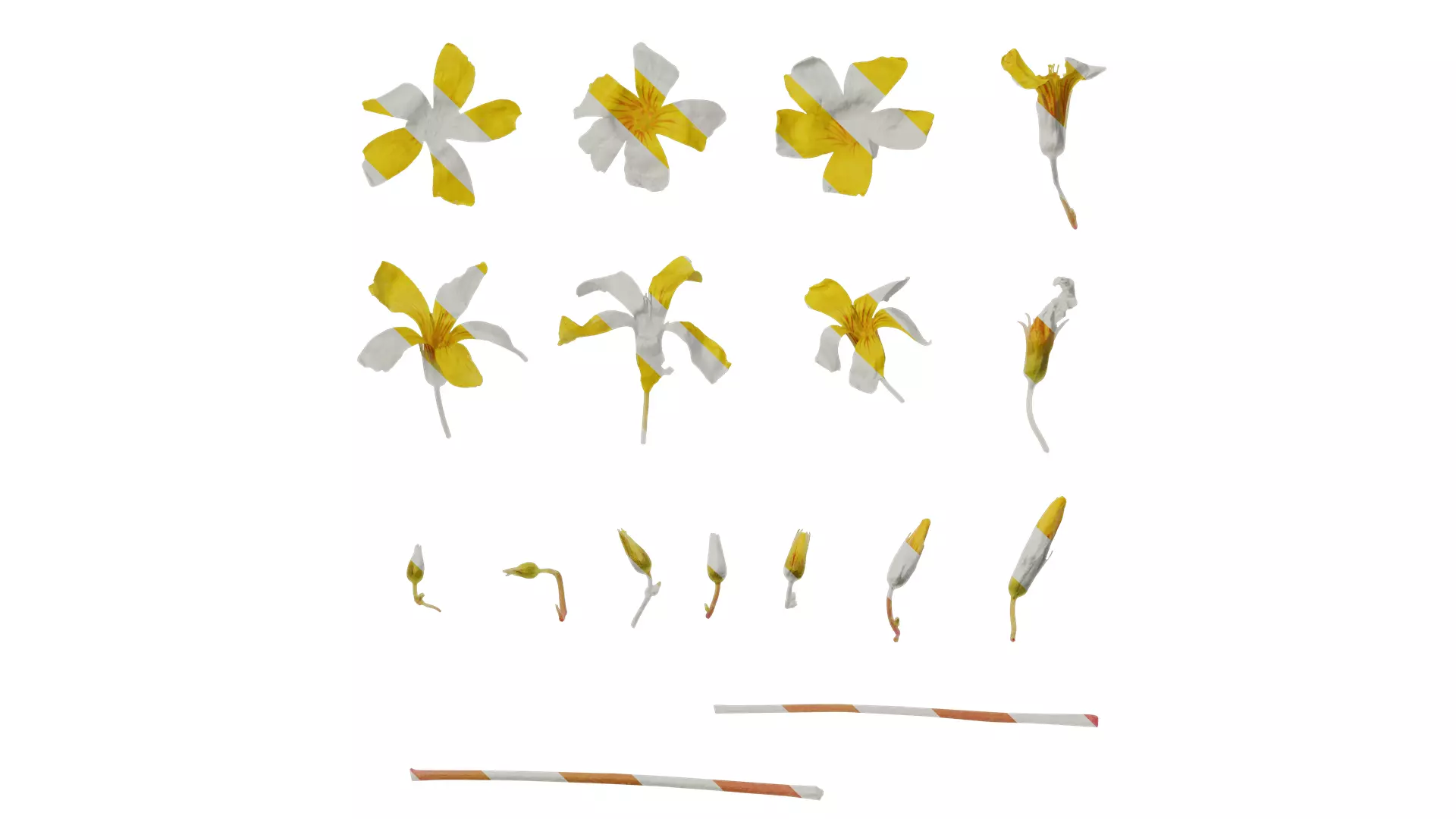Anydrafts Oxalis pes caprae Flower 01 Texture_0