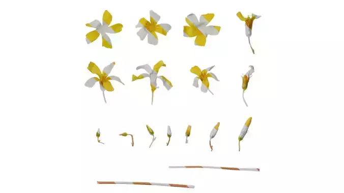 Anydrafts Oxalis pes caprae Flower 01