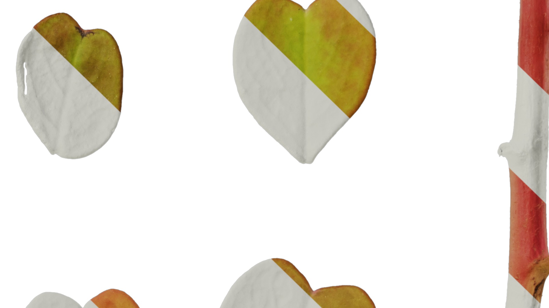 Anydrafts Oxalis pes caprae Leaf 02 Texture_4