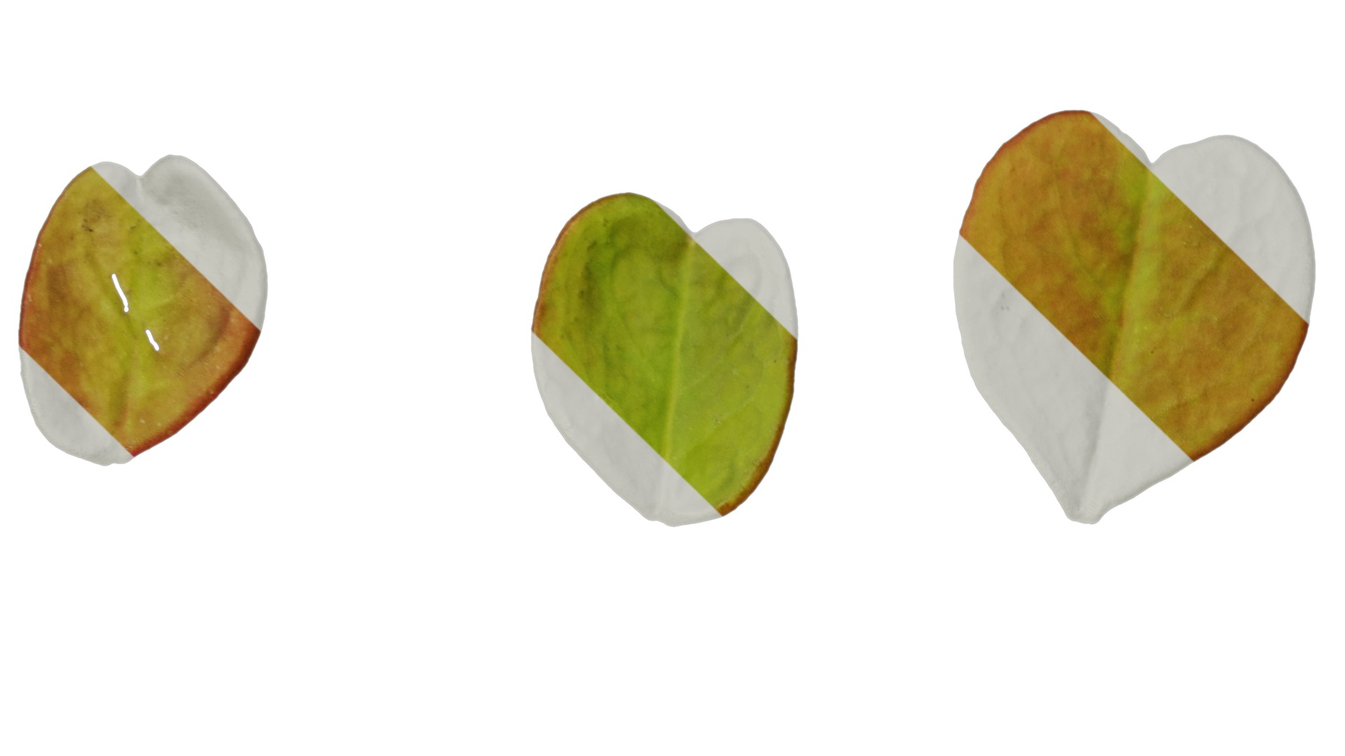 Anydrafts Oxalis pes caprae Leaf 02 Texture_3