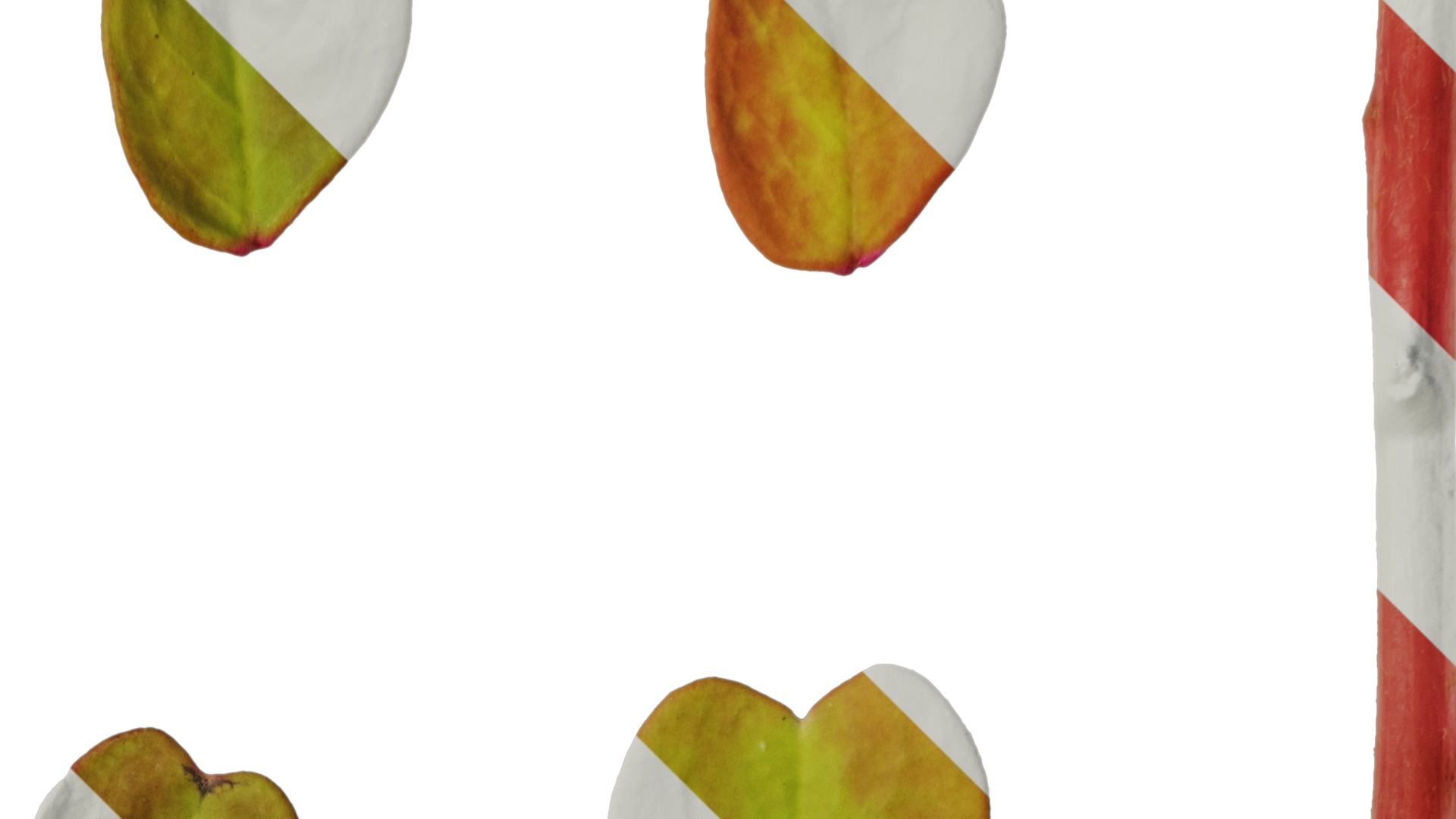 Anydrafts Oxalis pes caprae Leaf 02 Texture_2