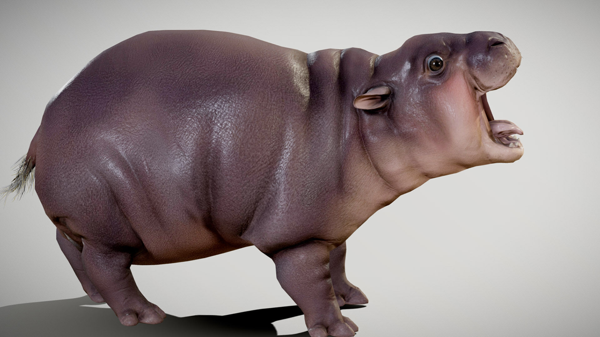 Baby Pygmy Hippopotamus 3D model_3