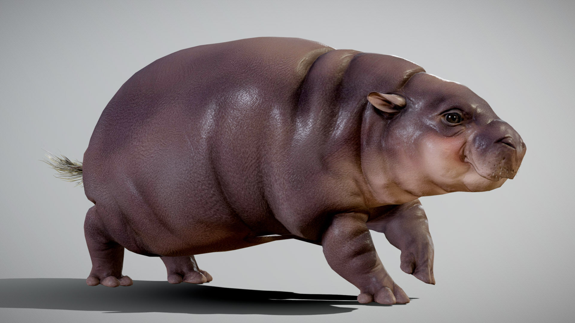 Baby Pygmy Hippopotamus 3D model_1