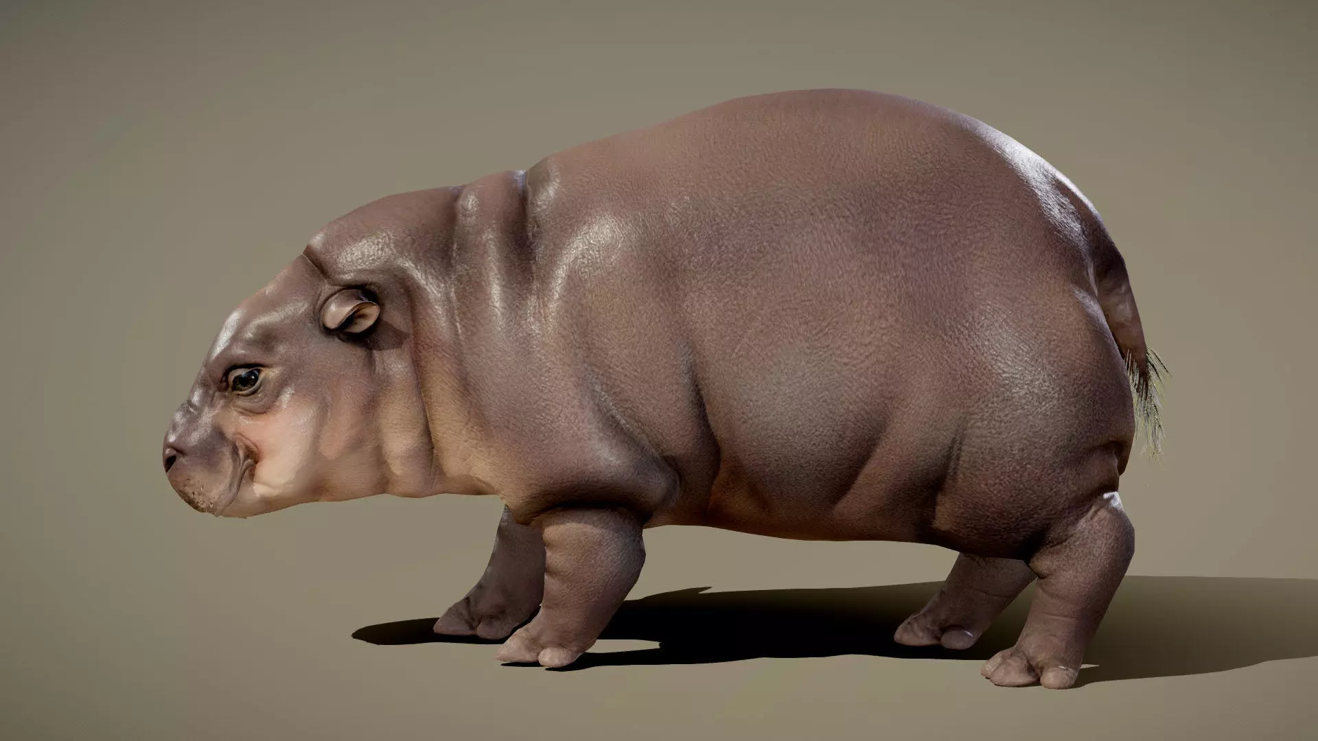 Baby Pygmy Hippopotamus 3D model_0