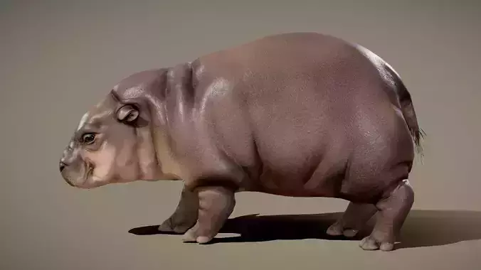Baby Pygmy Hippopotamus 3D model