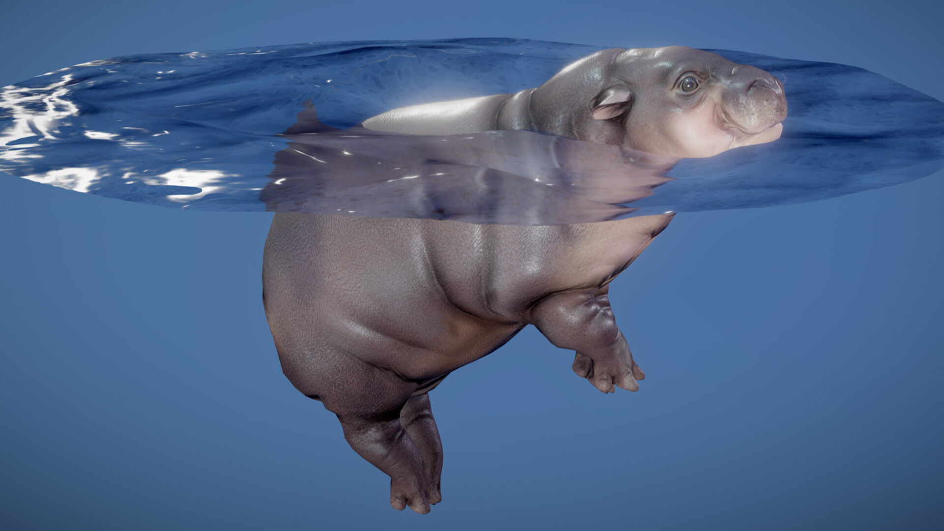 Baby Pygmy Hippopotamus 3D model_4