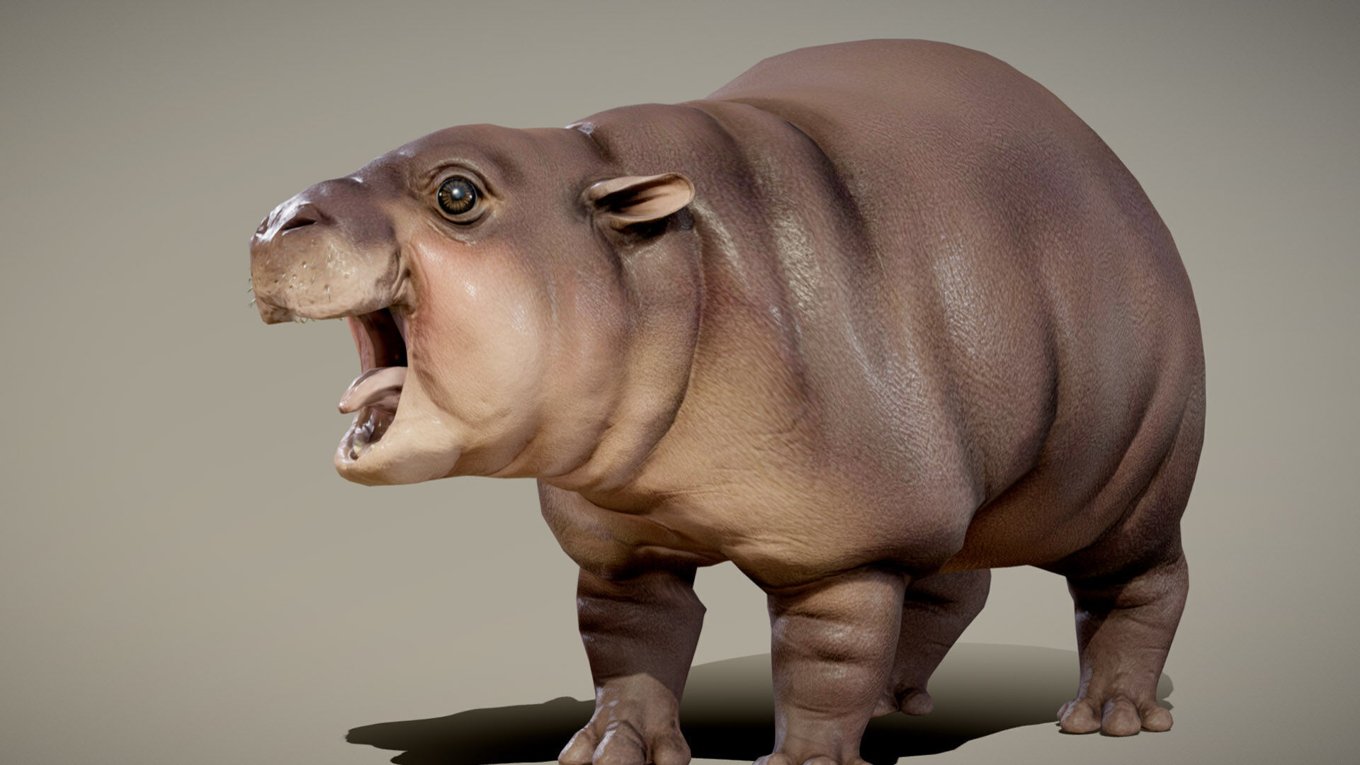 Baby Pygmy Hippopotamus 3D model_2