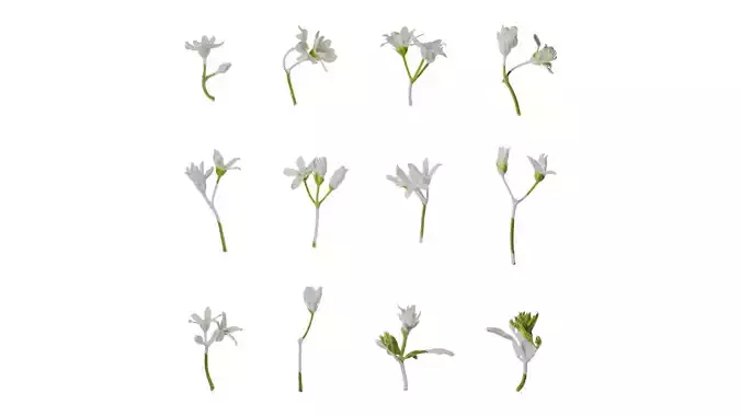Anydrafts Oxypetalum coeruleum Atlas 01