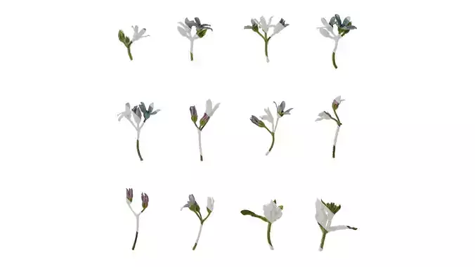 Anydrafts Oxypetalum coeruleum Atlas 02