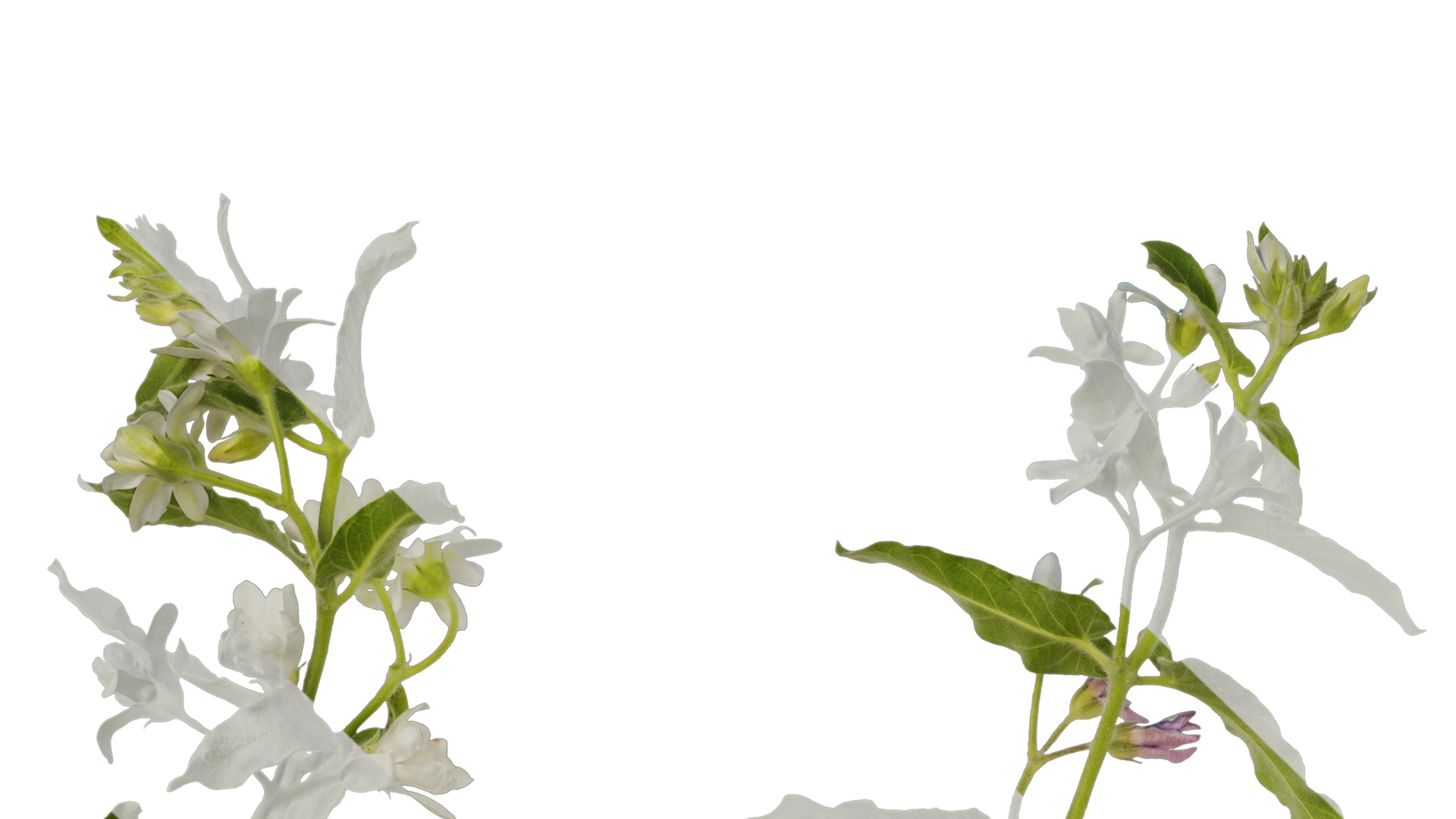 Anydrafts Oxypetalum coeruleum Atlas 03 Texture_1