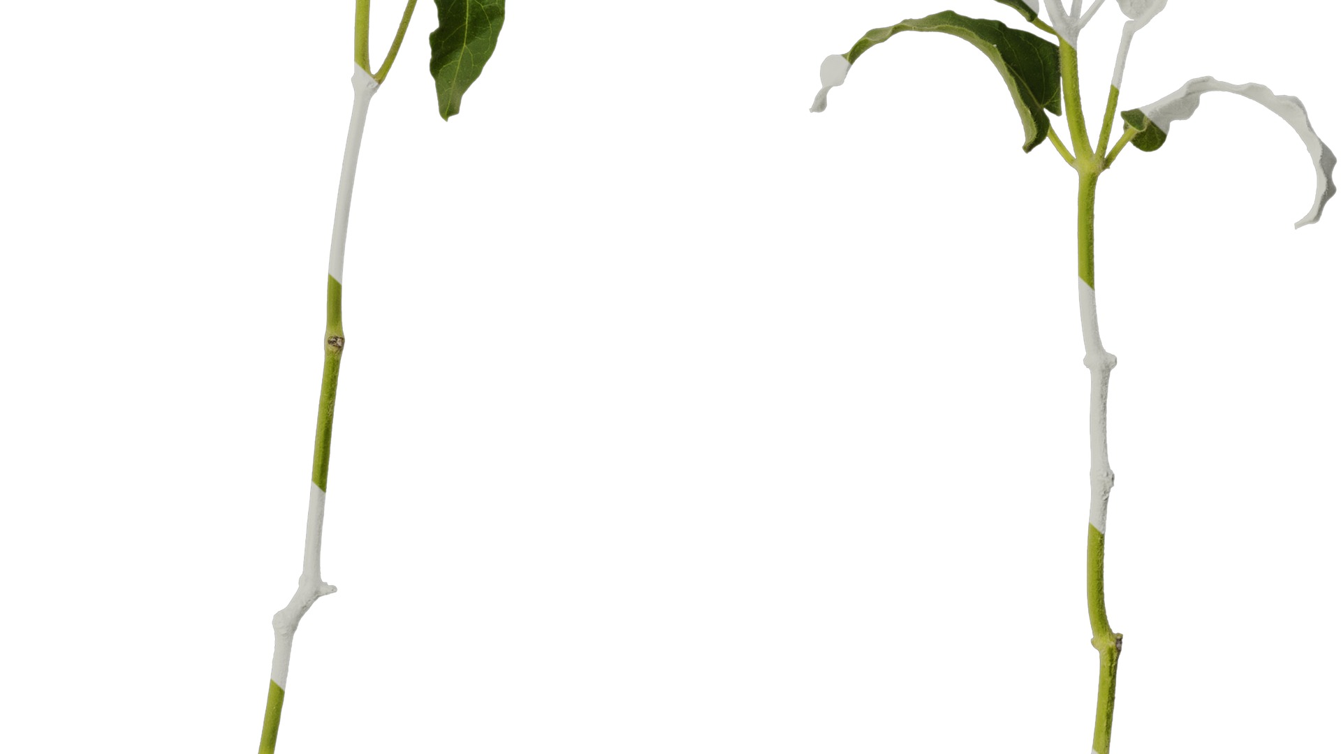 Anydrafts Oxypetalum coeruleum Atlas 03 Texture_6