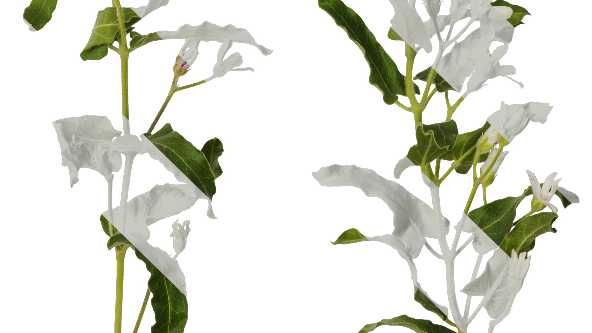 Anydrafts Oxypetalum coeruleum Atlas 03 Texture_4