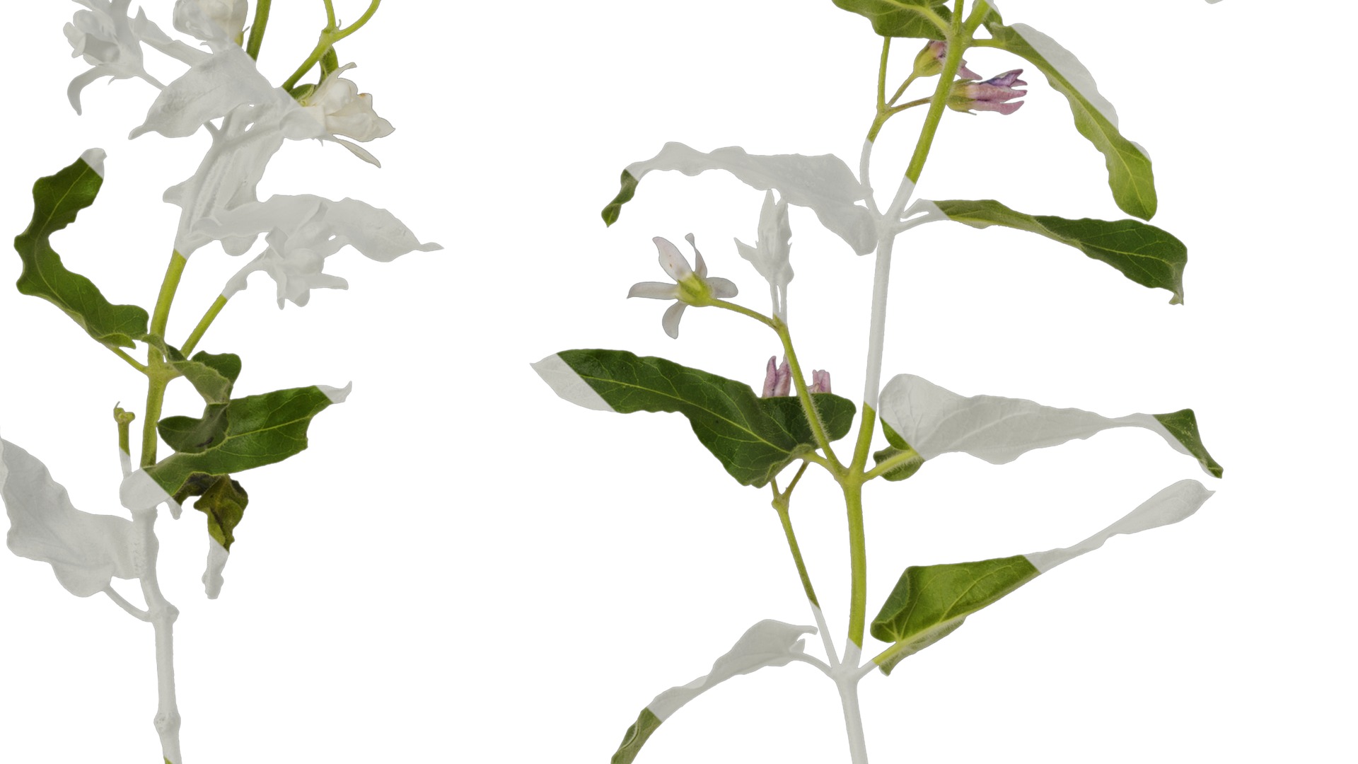 Anydrafts Oxypetalum coeruleum Atlas 03 Texture_3