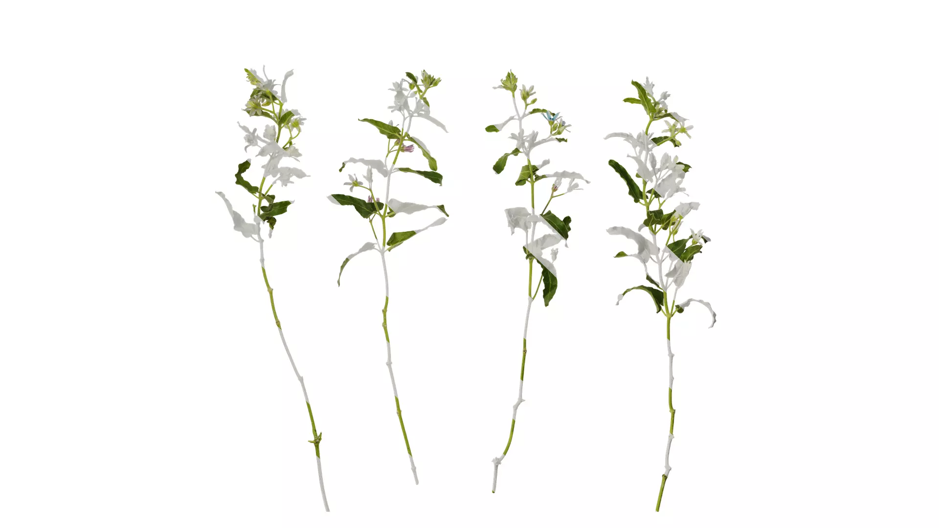 Anydrafts Oxypetalum coeruleum Atlas 03 Texture_0