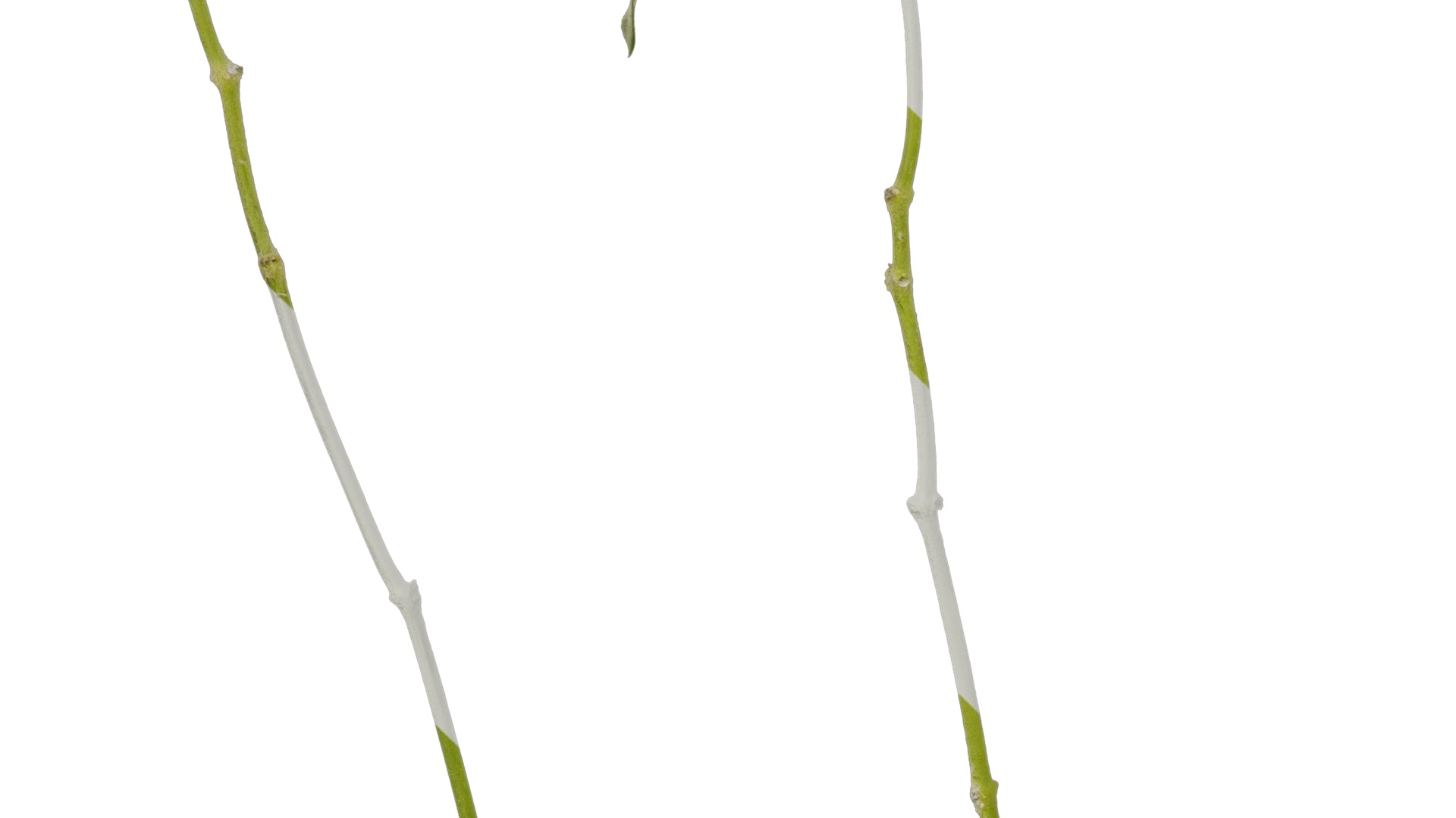 Anydrafts Oxypetalum coeruleum Atlas 03 Texture_5