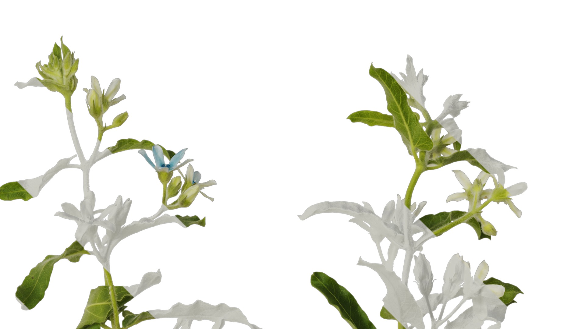 Anydrafts Oxypetalum coeruleum Atlas 03 Texture_2