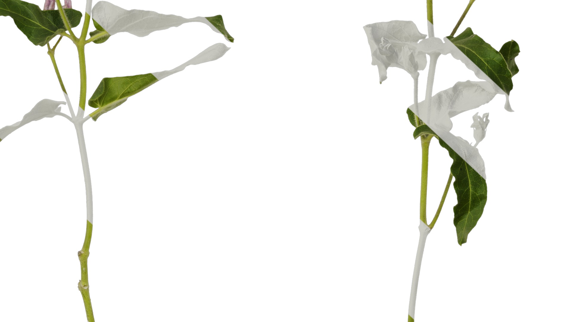 Anydrafts Oxypetalum coeruleum Atlas 03 Texture_7