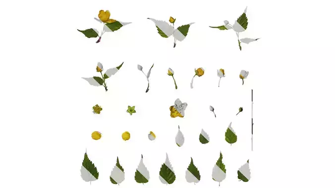 Anydrafts Kerria japonica Atlas 01