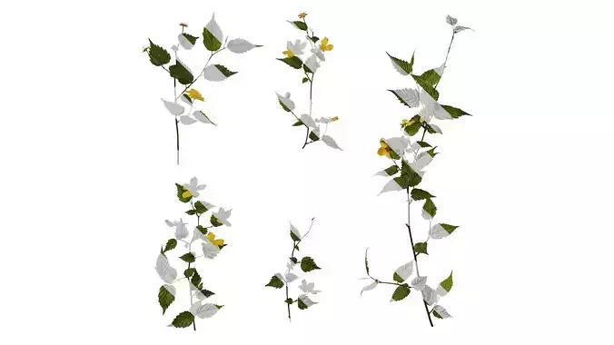 Anydrafts Kerria japonica Atlas 03