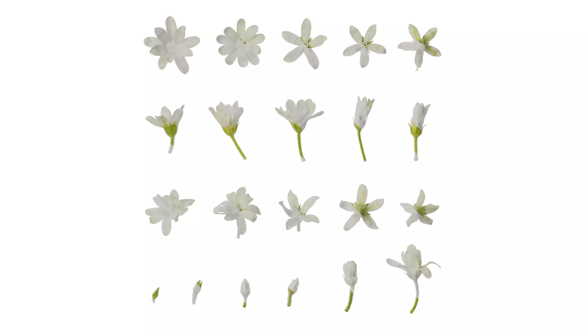 Anydrafts Oxypetalum coeruleum Flower 01 Texture