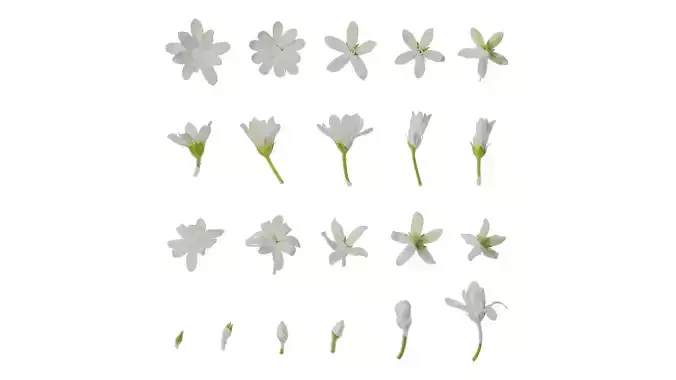 Anydrafts Oxypetalum coeruleum Flower 01