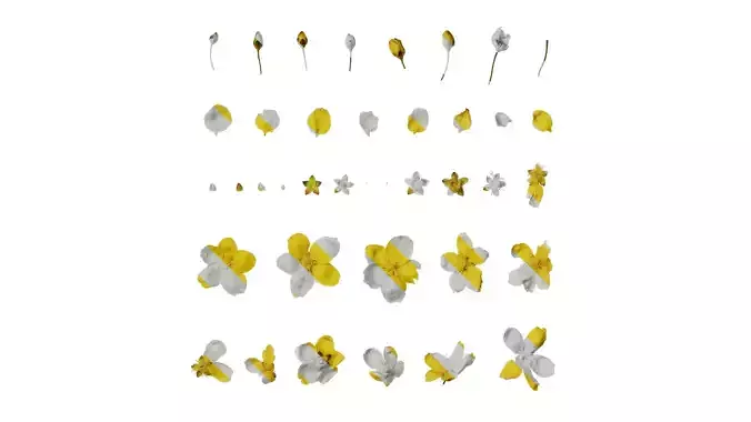 Anydrafts Kerria japonica Flower 01