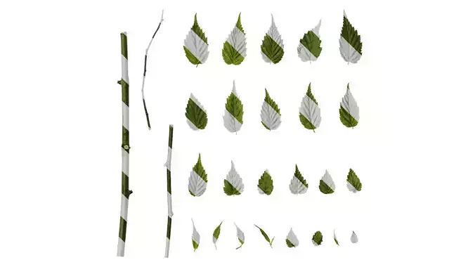 Anydrafts Kerria japonica Leaf 01