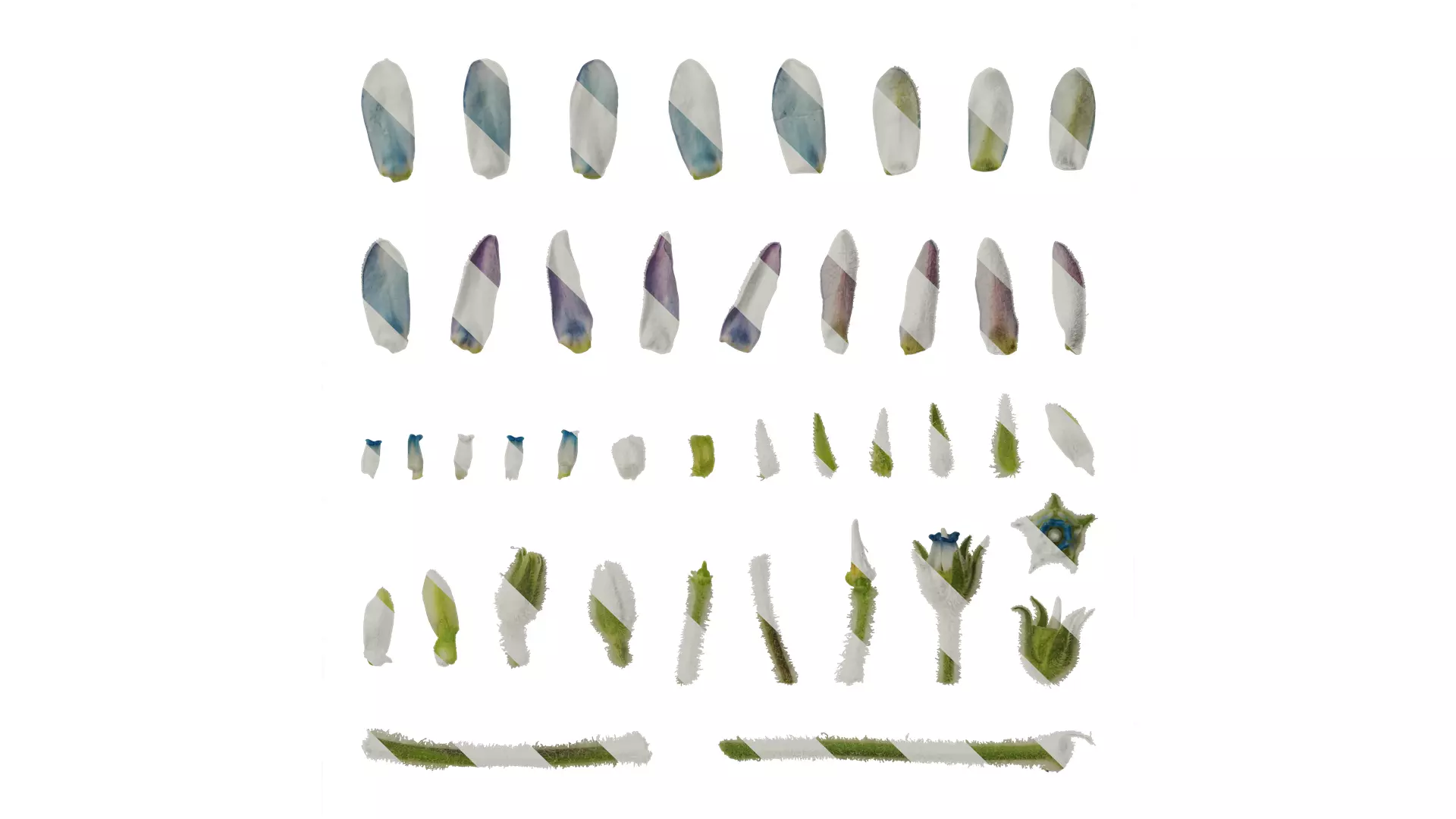 Anydrafts Oxypetalum coeruleum Flower 03 Texture