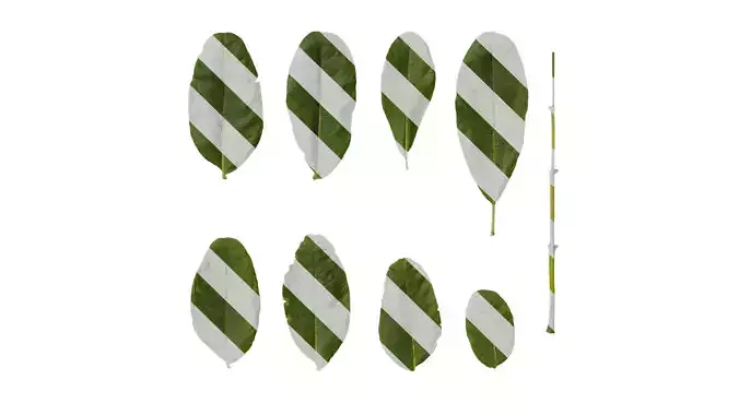 Anydrafts Kigelia africana Leaf 05